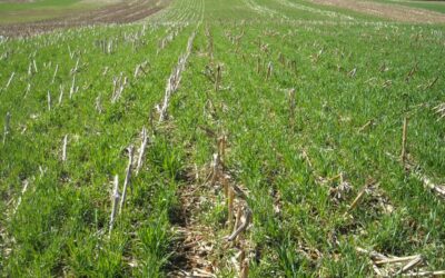 Are There Limits to the Benefits of Cover Crops?