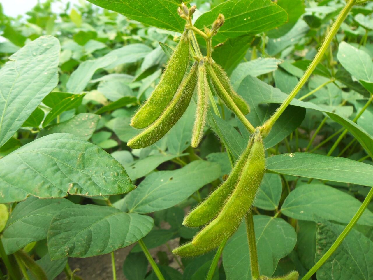 Tissue Sampling Soybeans | Missouri Fertilizer Control Board