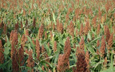 Tissue Sampling Small grains, grasses, and sorghums